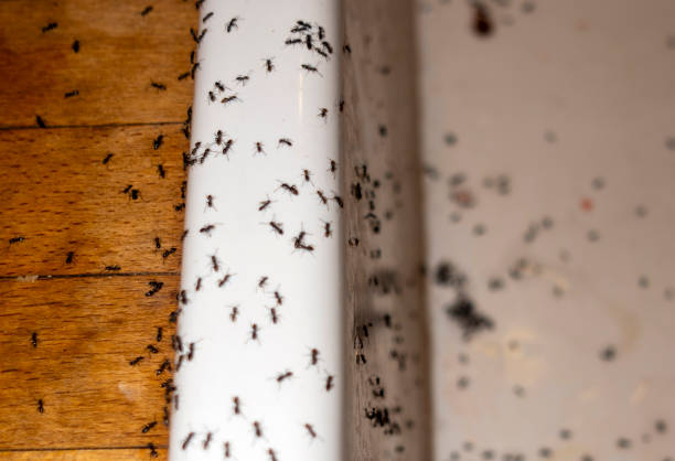Best Spider Control Near Me  in Baldwin, GA